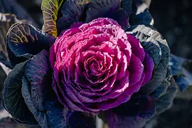 cabbage