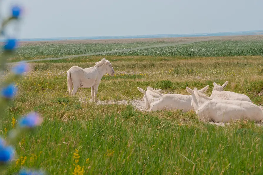 Donkeys in the grasslands