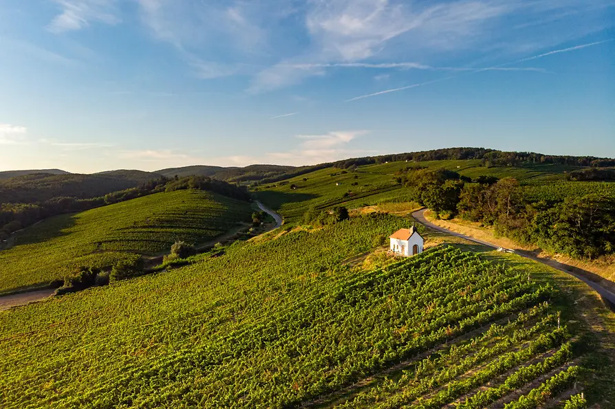 Vineyards in Burgenland