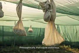 Excerpt from the video Sowing the Seeds for the Future by Dominique Koch