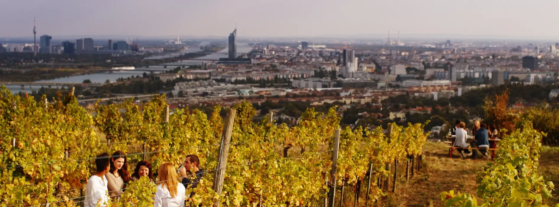 Autumnal vineyards 