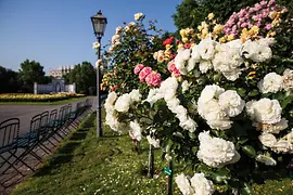 市民庭園（フォルクスガルテン）のバラ