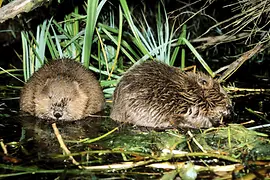 Castoro nel Lobau