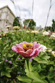 Bees on a flower