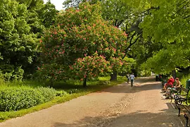 Arbres, buissons et personnes dans le jardin botanique