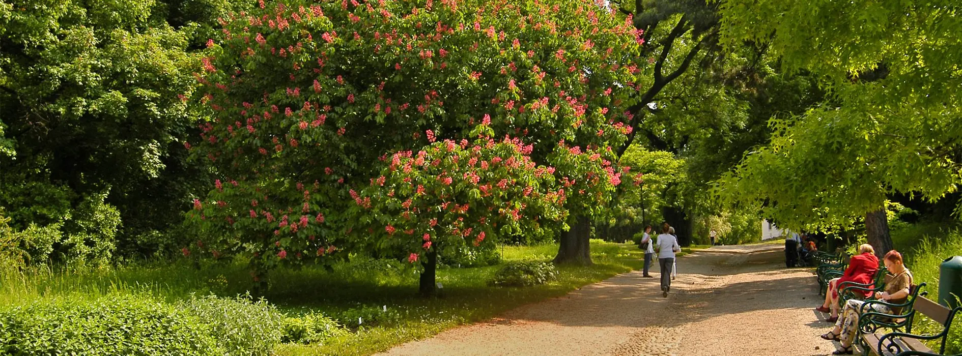 Trees, bushes and people in the Botanicla Garden