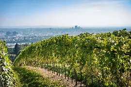 Winery with a view of Vienna