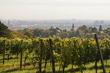 A vineyard 