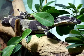 Lace monitor