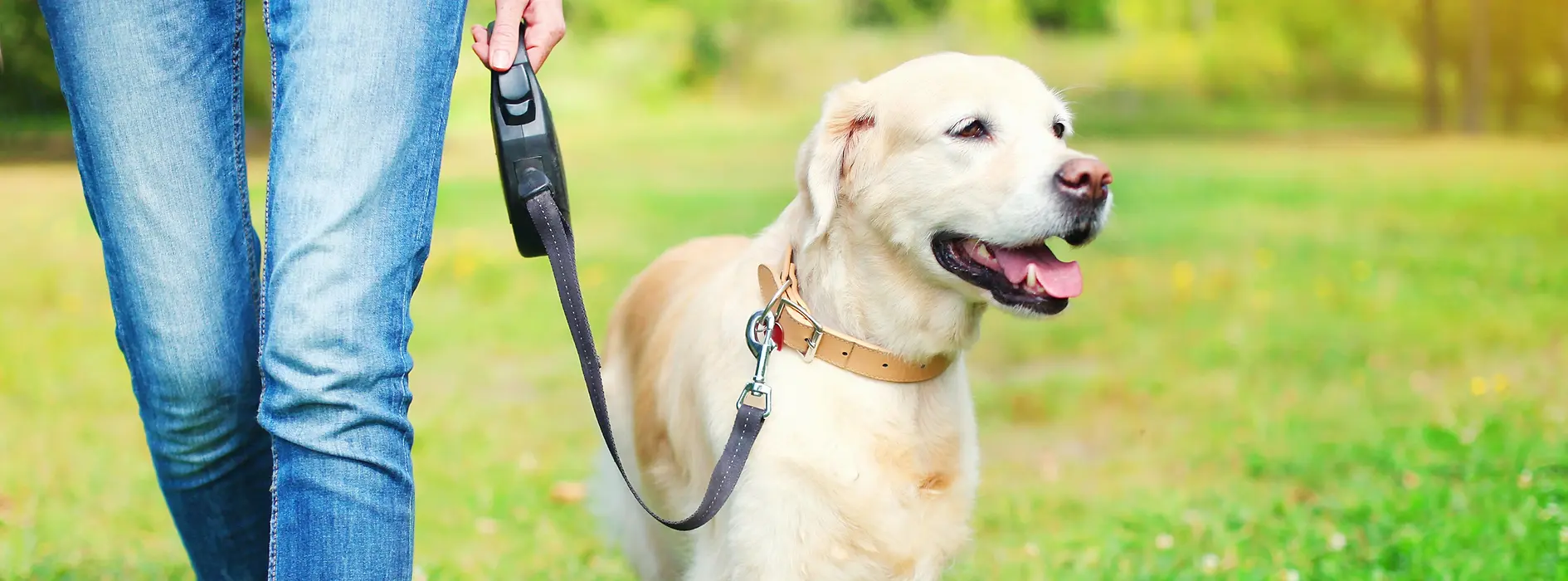 Legs and dog with a leash