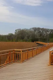La passerelle Josefsteg chemine à travers les roseaux