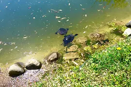 Schildkröten im Zoo Hirschstetten