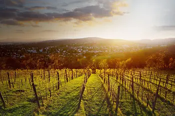 A vineyard