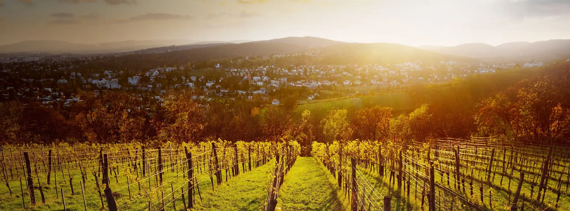 A vineyard