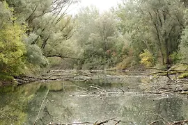 The Heustadlwasser in the Wiener Prater