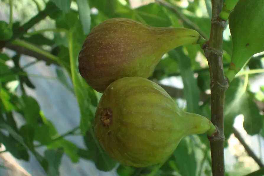 Two figs hanging from a branch