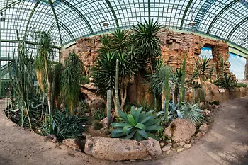 Cacti on rocks in the Desert Experience House