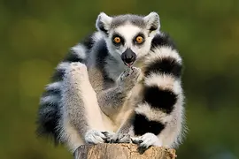 Katta or lemurs in Schönbrunn Zoo