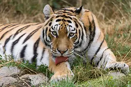Siberian tiger in Schönbrunn Zoo