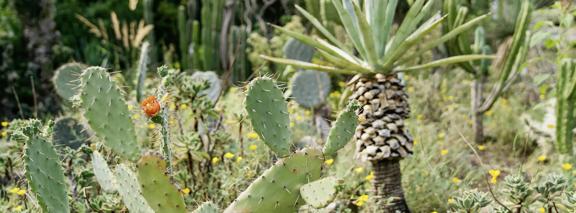 Botanical Garden