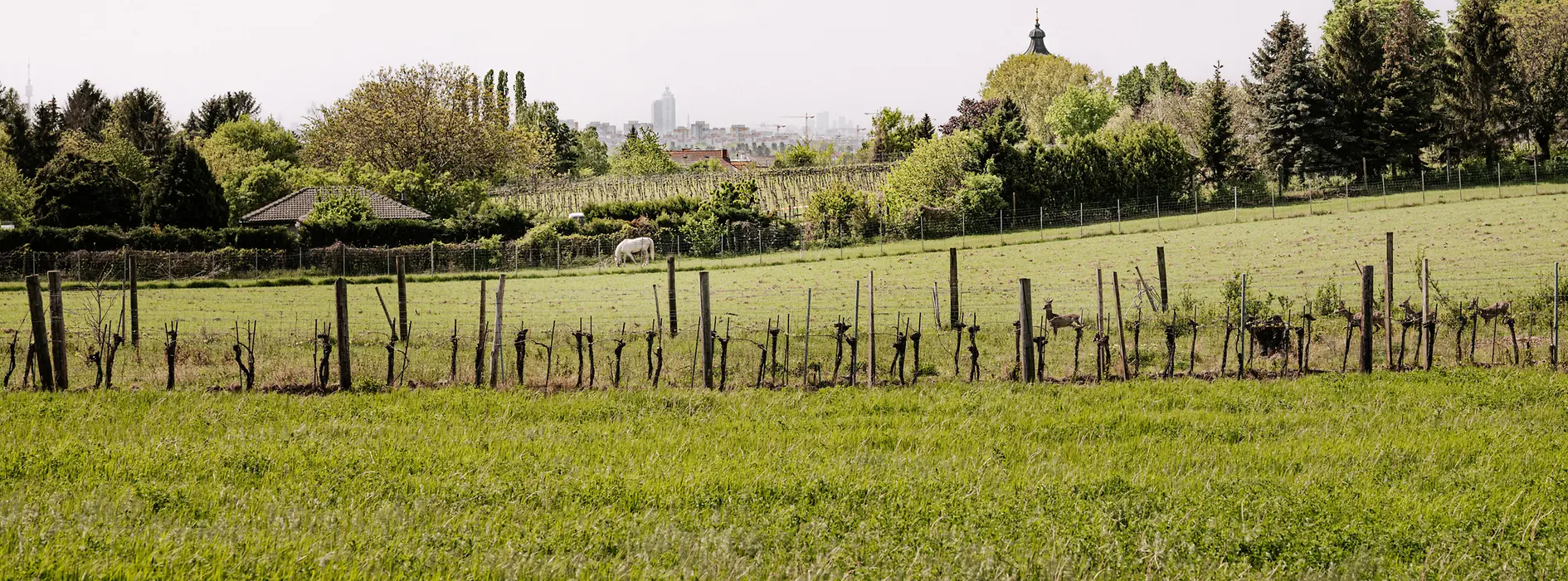 Vineyards in Stammersdorf
