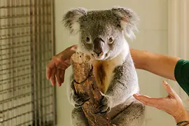 Tiergarten Schönbrunn, Koala