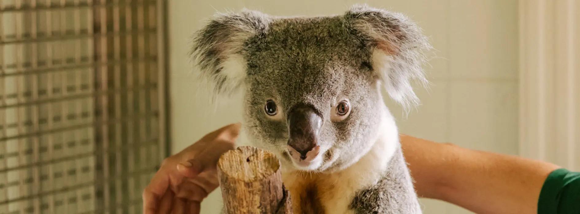 Tiergarten Schönbrunn, Koala