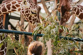 Tiergarten Schönbrunn, Giraffen