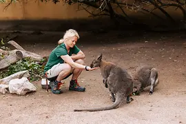 Tiergarten Schönbrunn, Gerlinde Hillebrand füttert die Bennett-Kängurus.