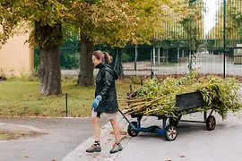 Tiergarten Schönbrunn, Tierpflegerin Lea Hagler bringt frischen Bambus für die Großen Pandas.