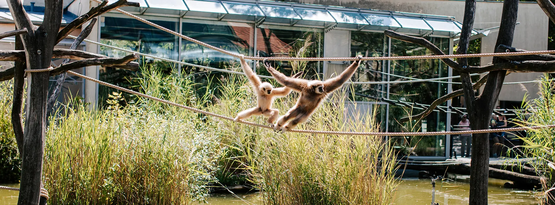 Monkeys in Schönbrunn Zoo