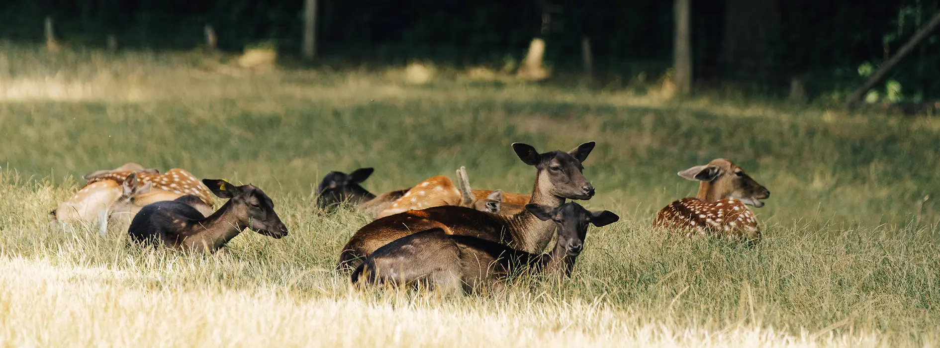 Capriolo nella Riserva naturale Lainzer Tiergarten