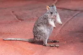 Kangaroo