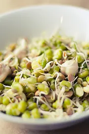 Soybean seedlings