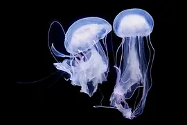 Lamp jellyfish