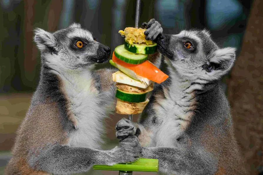 Two lemurs eating fruit from a skewer.