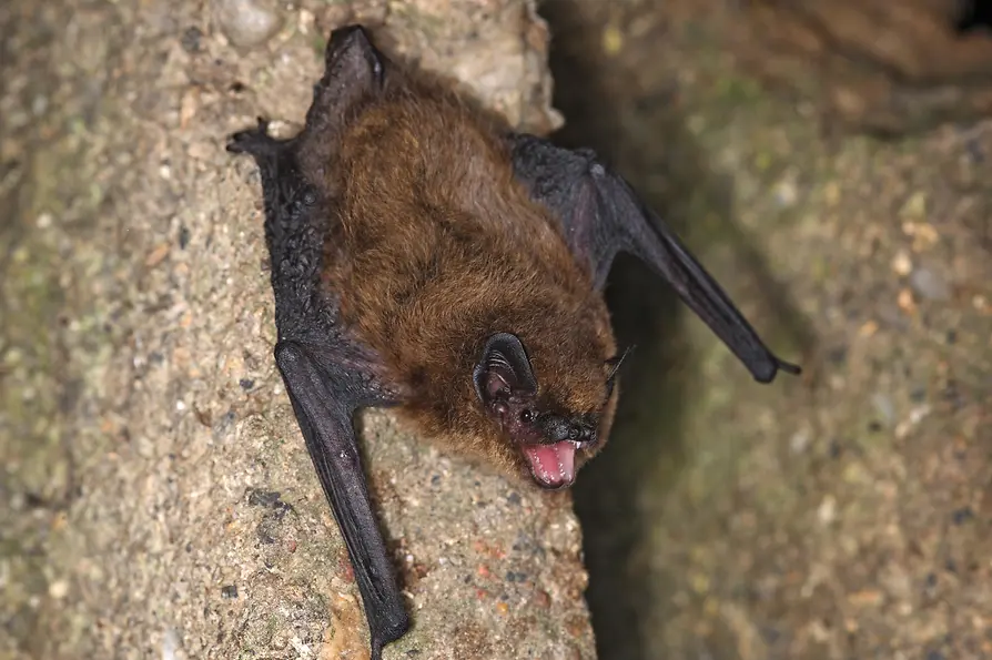ウィーン、ウエーリンクの蝙蝠