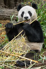 Urs panda "He Feng", Grădina Zoologică Schönbrunn