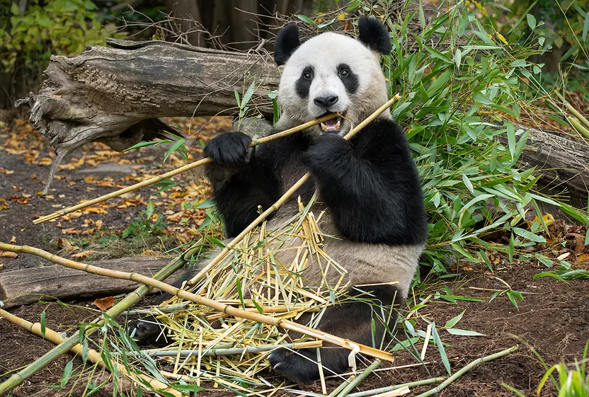 シェーンブルン動物園、パンダ「へフェン」