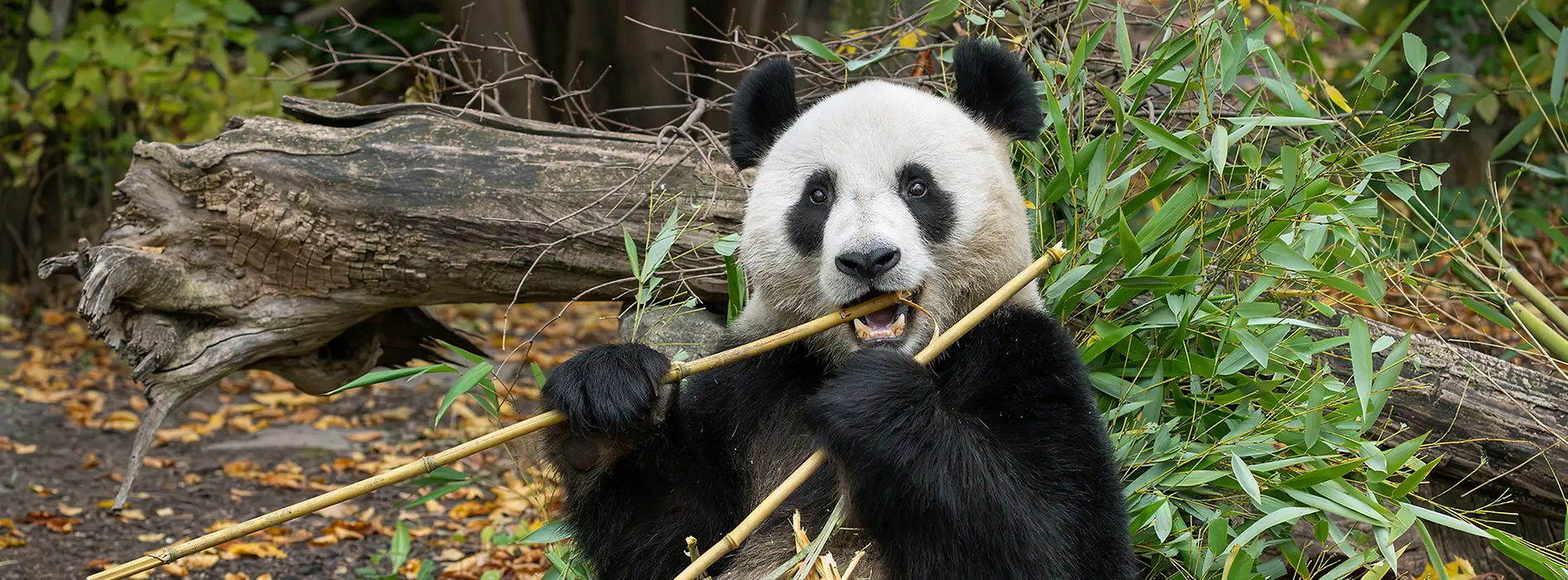 Panda "He Feng", Schönbrunn Zoo