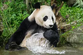 Panda "Lan Yun", Schönbrunn Zoo